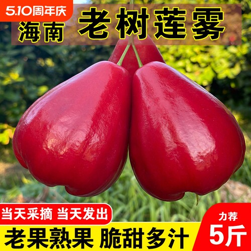 海南黑珍珠莲雾大果当季新鲜水果黑钻石红莲雾果热带三亚特产