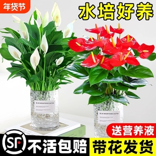 水培红掌大叶大花鸿运当头盆栽带花卉绿植物室内四季开花一帆风顺