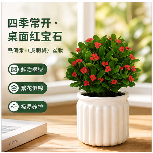 铁海棠虎刺梅盆栽室内绿植