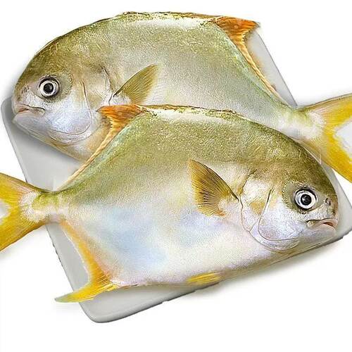 金鲳鱼特大鲳鱼鲜活新鲜冷冻海鱼金昌鱼平鱼银鱼白鲳鳊鱼冰鲜商用