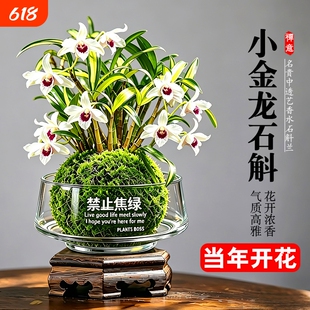 水培苔藓球石斛兰盆栽七彩香水花苗室内懒人好养名贵中透花卉绿植