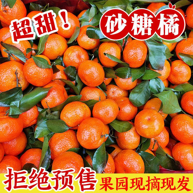 砂糖橘整箱广西正宗新鲜9斤桂林小蜜桔子金秋沙糖桔无籽应季水果