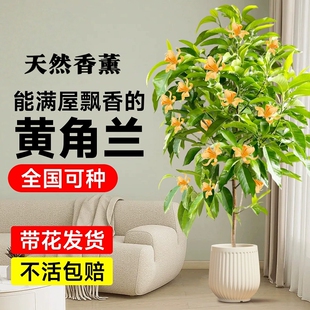 白兰花玉兰花大树苗带花苞矮化老桩盆栽紫黄角黄果兰花卉绿植植物