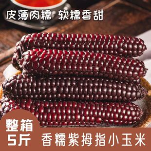 拇指黑糯玉米手指玉米宝宝代餐香糯粗粮真空早餐正宗新鲜玉米棒