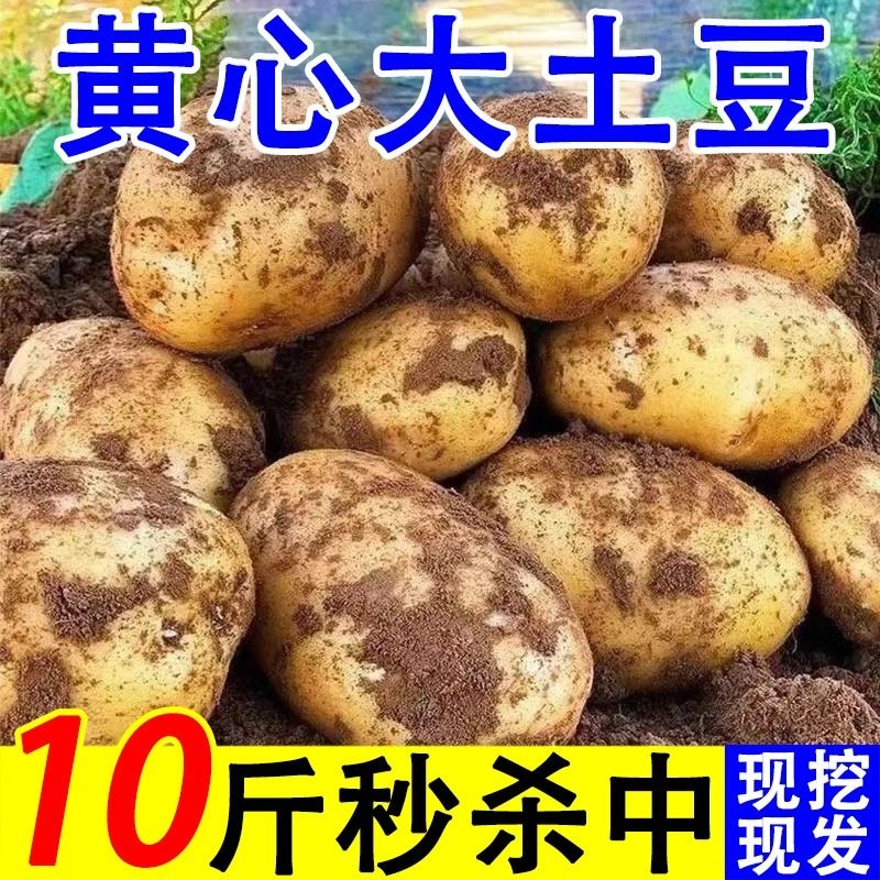 批发价精选黄皮土豆3/5/10斤批发新鲜蔬菜现挖黄心马铃薯洋芋入口 水产肉类/新鲜蔬果/熟食 土豆 原图主图