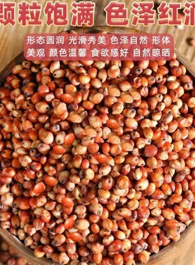 酿酒专用红高粱红缨子贵州糯高粱