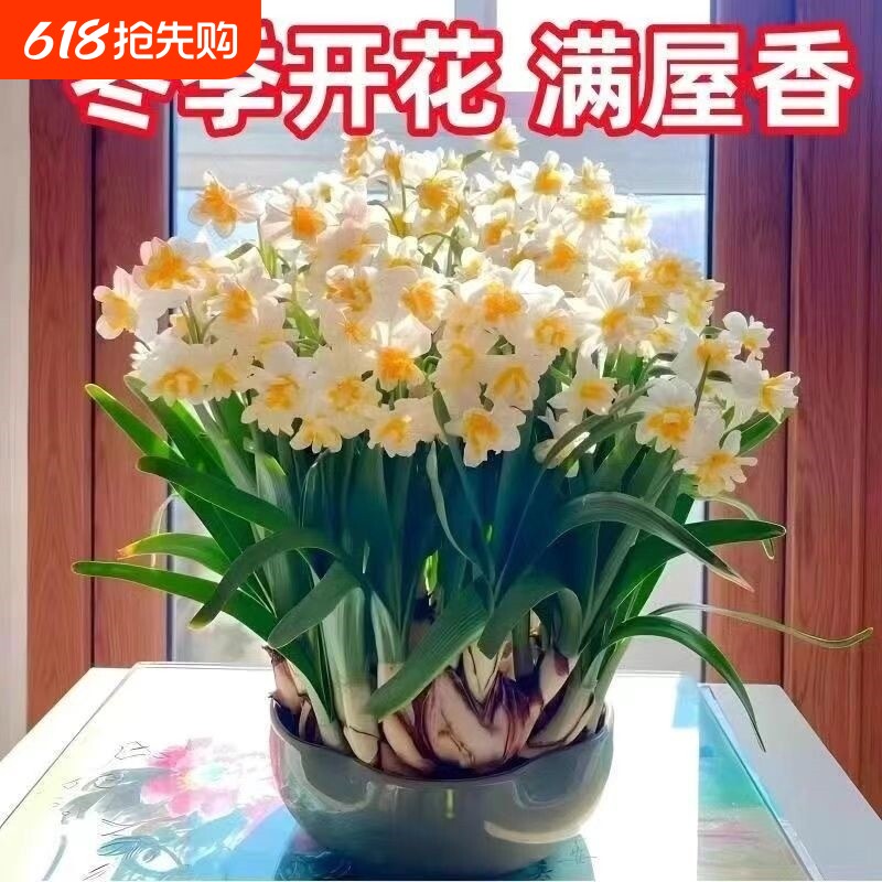 冬季水培水仙花四季开花盆栽耐寒植物室内花卉绿植客厅阳台好养活