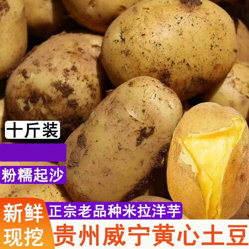 贵州威宁黄心土豆新鲜现挖