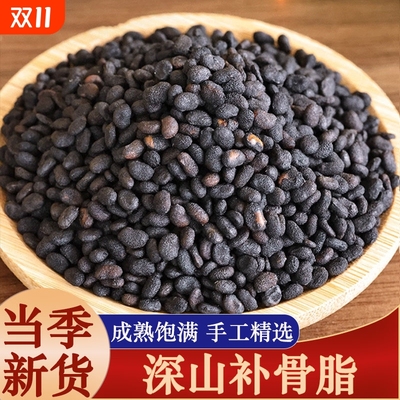 深山野生补骨脂中药材新货补骨脂破故纸婆黑故子补骨脂粉泡水无硫