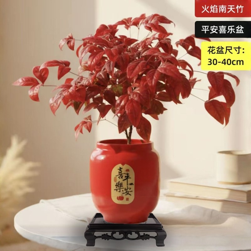 火焰南天竹盆栽年宵花耐寒好看绿植禅意盆景客厅桌面新手好养植物,鲜花速递/花卉仿真/绿植园艺,绿植,淘宝优惠券,粉丝福利购,淘宝优惠卷