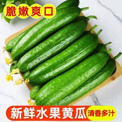 精选品质山东寿光水果黄瓜5斤新鲜生吃小黄瓜青瓜时令蔬菜应季