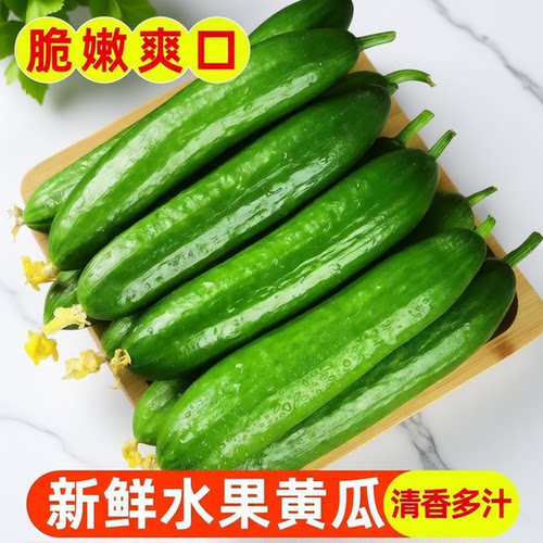 精选品质山东寿光水果黄瓜5斤新鲜生吃小黄瓜青瓜时令蔬菜应季