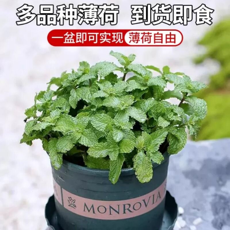薄荷盆栽新鲜可食用水培柠檬薄荷叶迷迭香室内好养驱蚊花卉绿植物