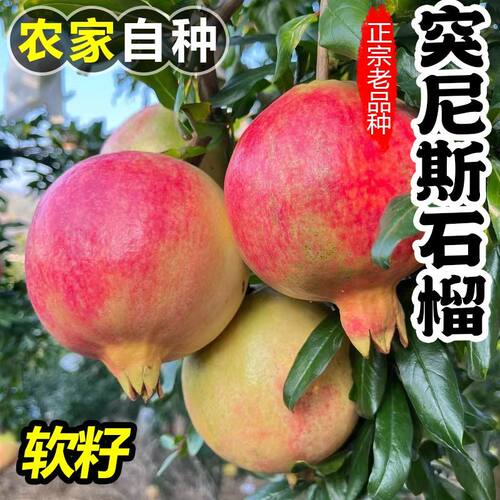 四川会理突尼斯软籽石榴礼盒