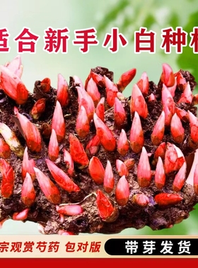 重瓣芍药花苗带芽种根块多年生植物阳台盆栽庭院地载耐寒耐热花卉