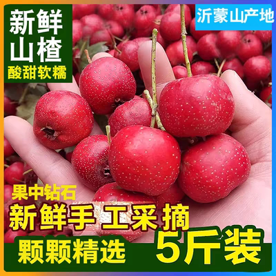 新鲜山楂果大五楞鲜果红果鲜山楂大果山里红冰糖葫芦用现摘生山楂