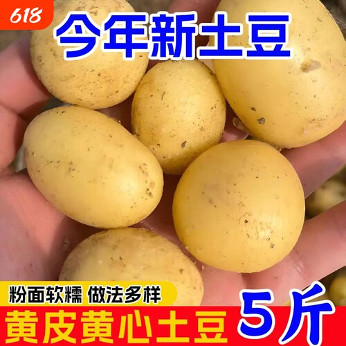 恩施高山老品种黄心小土豆