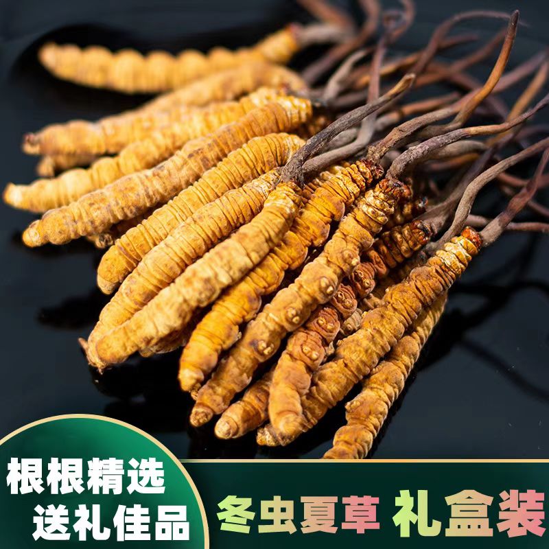 滋补冬虫夏草特色养生干货