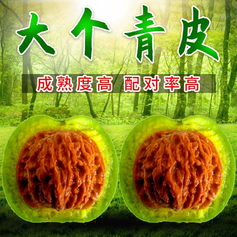 赌青皮文玩核桃大尺寸老树四座楼闷尖狮子头白狮子麒麟纹官帽带皮