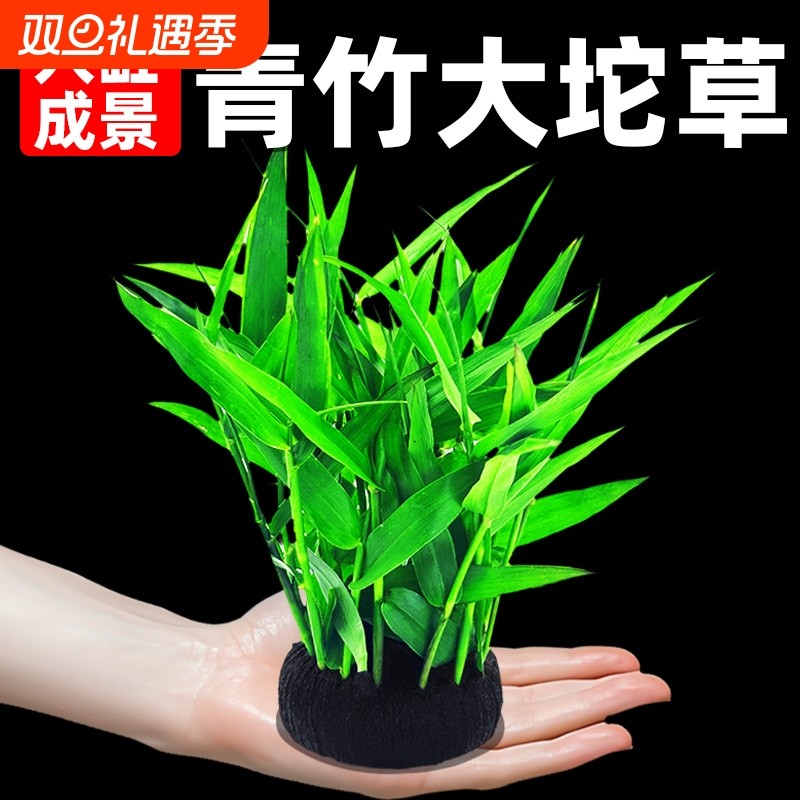 鱼缸水草植物青竹大坨草增氧阴性造景水培坨草水质水生水罗兰水缸