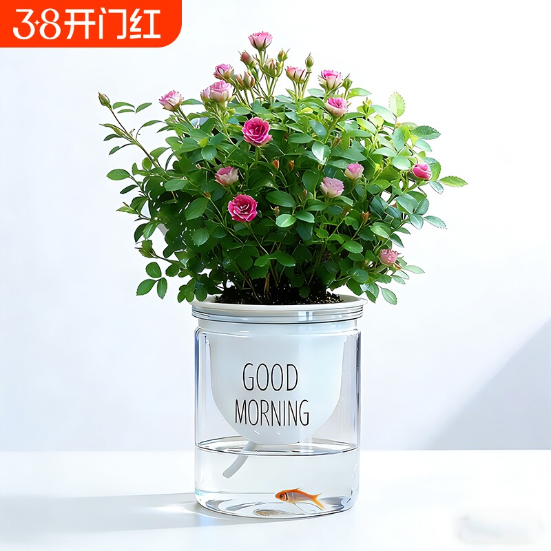 迷你超微姬月季带花苞水培须惠姬乙女室内好养浓香花卉盆栽绿植物