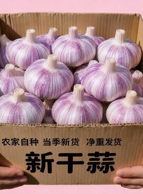 山东金乡紫皮大蒜头干蒜农家蔬菜