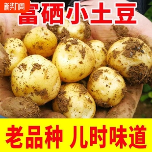 黄皮黄心土豆批发新鲜蔬菜洋芋现挖马铃薯整箱 恩施富硒小土豆