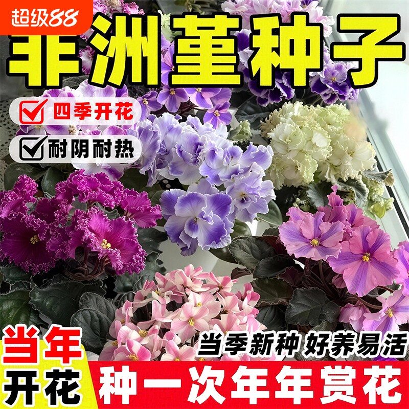 非洲堇种子重瓣紫罗兰花种籽多年生开花盆栽四季易活阳台庭院花苗