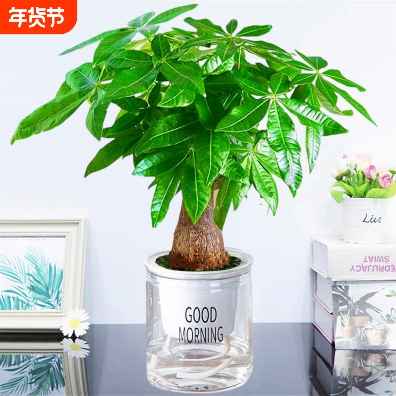 发财树盆栽绿植物大金钱树办公室内吸甲醛绿萝文竹水培富贵竹好养