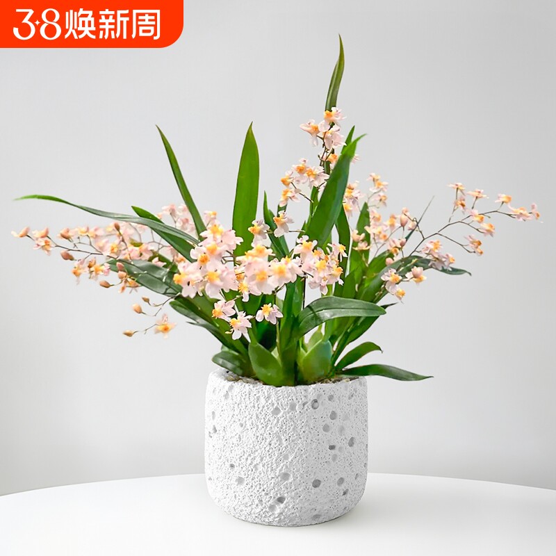 香水文心兰带花苞盆栽梦香兰浓香型耐寒植物年宵花桌面好养兰花卉 - 天天特卖工厂