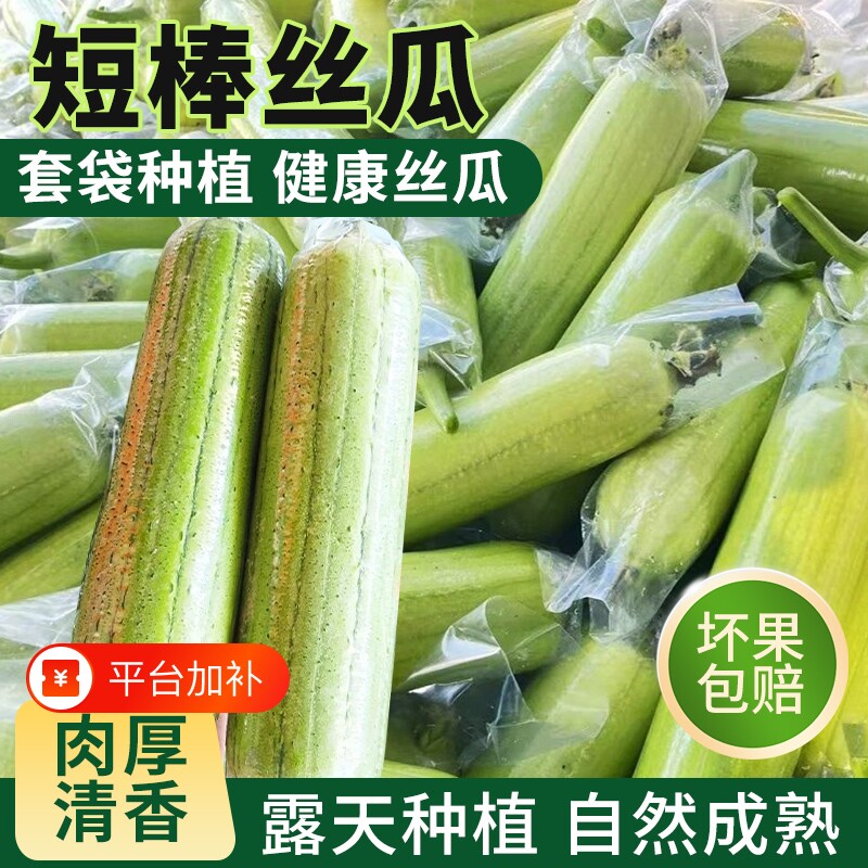 正宗新鲜短棒肉丝瓜胖丝瓜短丝瓜现摘肉丝瓜应季蔬菜整箱批发时令