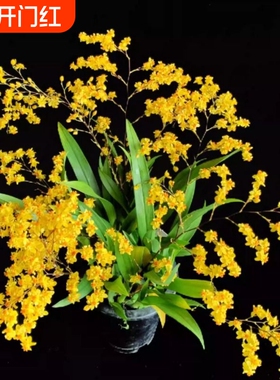 橙黄梦香兰4-7支（0度以下拍保温）室内阳台客厅带香味黄色文心兰