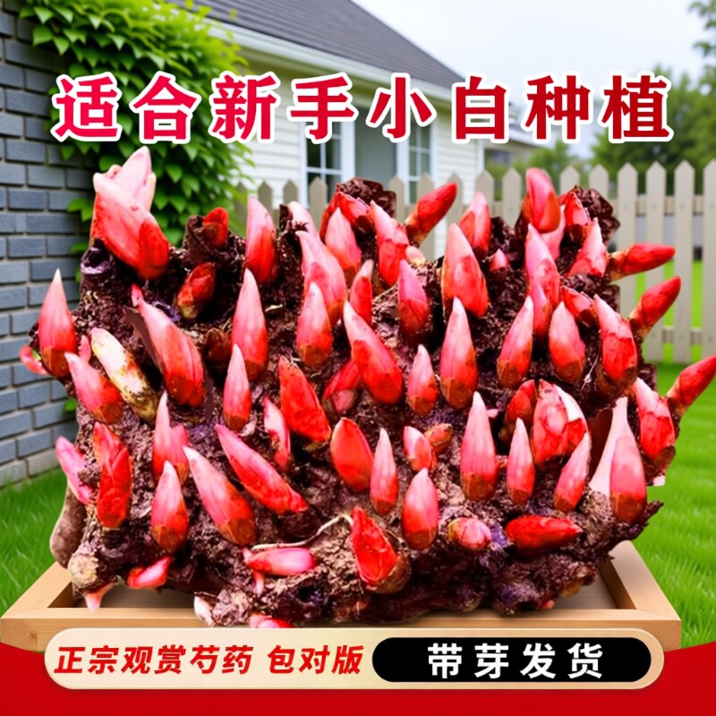 重瓣芍药花苗带芽种根块多年生植物阳台盆栽庭院地载耐寒耐热花卉
