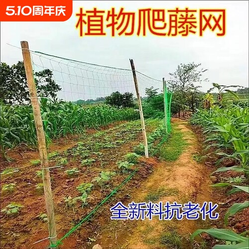 抗老化农用爬藤网黄瓜豆角爬藤网