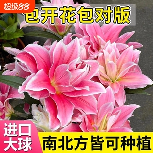 百合花种球盆栽冰美人进口土培耐寒花卉重瓣香水百合种子种植苗籽