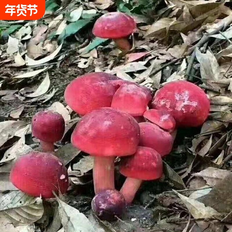 红菇红菌菌种食用菌种植包无毒家庭阳台盆景栽培四季园艺用品,鲜花速递/花卉仿真/绿植园艺,其它园艺用品,淘宝优惠券,粉丝福利购,淘宝优惠卷