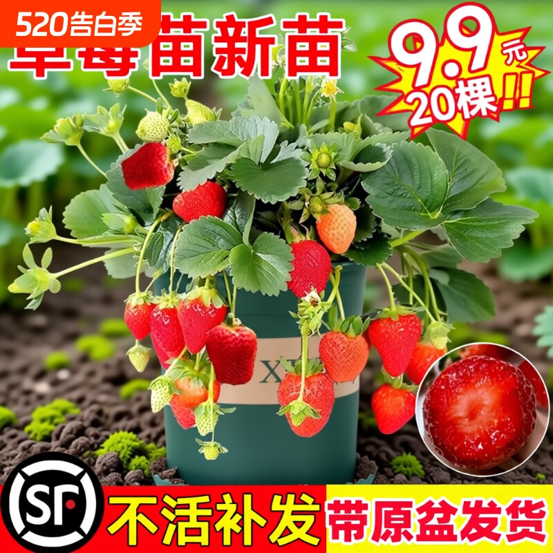 奶油草莓苗盆栽冬季带盆带土种籽子红颜四季结果阳台种植新秧果苗