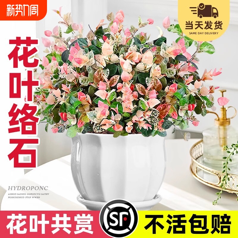 花叶络石四季花卉盆栽彩络叶吊篮爬藤苗绿植植物垂吊客厅阳台吊兰