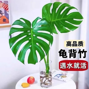 龟背竹水培盆栽老桩植物吸甲醛绿萝大叶富贵竹室内客厅绿植好养