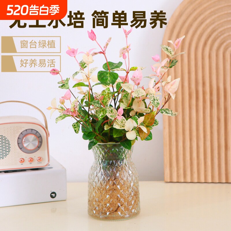 花叶络石水培彩叶植物窗台办公室好养新手绿植四季常青阳台盆栽