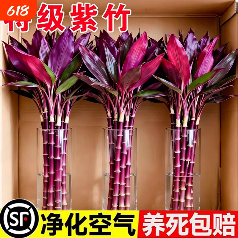 鸿运紫竹富贵竹水培植物粗杆客厅招财竹子室内绿植发财竹花卉