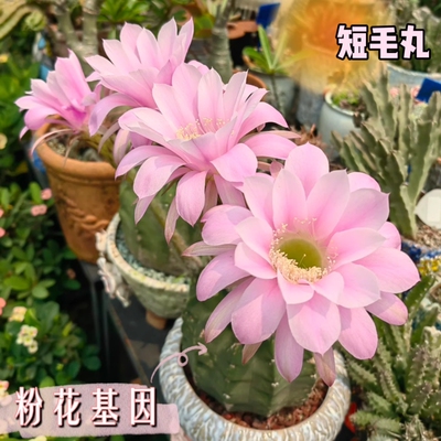 【粉花版】短毛丸会开花植物仙人球多肉组合盆栽防辐射办公桌好养