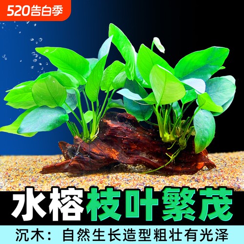 鱼缸造景莫斯无土植物增氧趴地