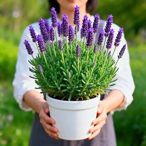 薰衣草花苗盆栽室内驱蚊植物羽叶普罗旺斯四季开花卉室外庭院带花