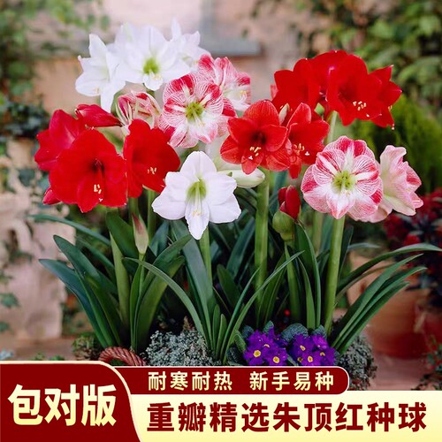 重瓣朱顶红阳台盆栽观赏花卉绿植