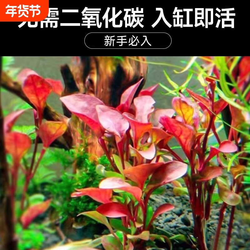 红波沉底造景鱼缸水草活体懒人植物好养阴性淡水增氧净水中后景草