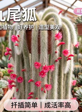 九尾狐多肉长白软毛品种开花可室内阳台绿植盆栽垂吊植物小苗狐狸