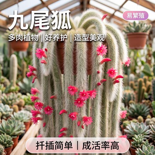 九尾狐多肉长白软毛品种开花可室内阳台绿植盆栽垂吊植物小苗狐狸