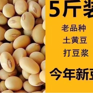 2025新货农家自种笨黄豆非转基因土黄豆老品种黄豆打豆浆豆散装