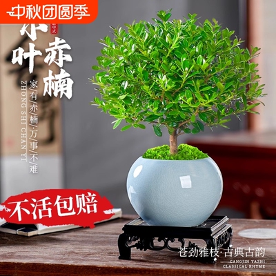 小叶赤楠盆景老桩文竹盆栽发财树室内桌面绿植物花卉金丝楠木客厅